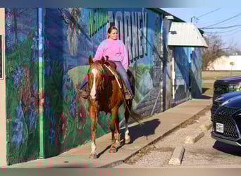 Caballo cuarto de milla, Caballo castrado, 9 años, 155 cm, Palomino