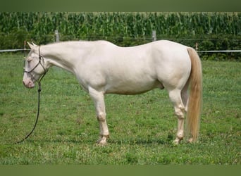 Caballo cuarto de milla, Caballo castrado, 9 años, 155 cm, Perlino