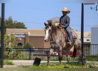 Caballo cuarto de milla, Caballo castrado, 9 años, 155 cm