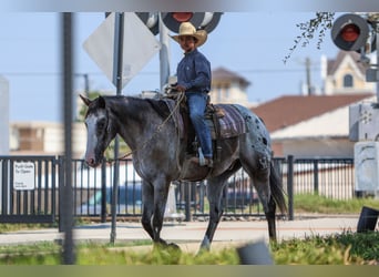 Caballo cuarto de milla, Caballo castrado, 9 años, 155 cm