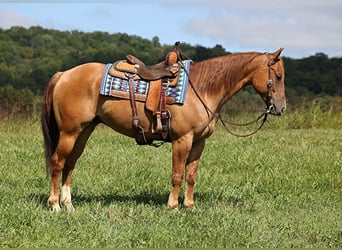 Caballo cuarto de milla, Caballo castrado, 9 años, 155 cm, Red Dun/Cervuno