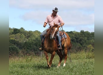 Caballo cuarto de milla, Caballo castrado, 9 años, 155 cm, Red Dun/Cervuno