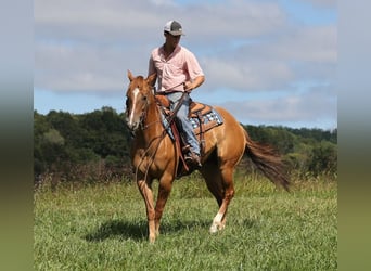 Caballo cuarto de milla, Caballo castrado, 9 años, 155 cm, Red Dun/Cervuno