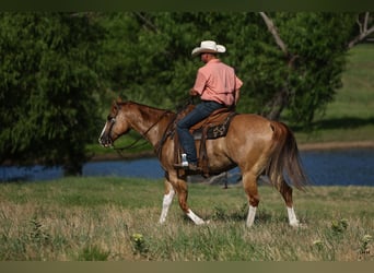 Caballo cuarto de milla, Caballo castrado, 9 años, 155 cm, Red Dun/Cervuno