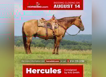Caballo cuarto de milla, Caballo castrado, 9 años, 155 cm, Red Dun/Cervuno