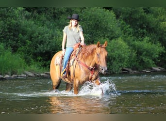 Caballo cuarto de milla, Caballo castrado, 9 años, 155 cm, Red Dun/Cervuno
