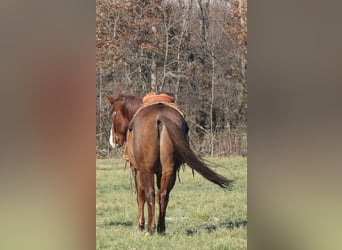 Caballo cuarto de milla, Caballo castrado, 9 años, 155 cm, Ruano alazán