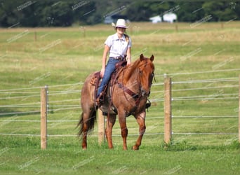 Caballo cuarto de milla, Caballo castrado, 9 años, 155 cm, Ruano alazán