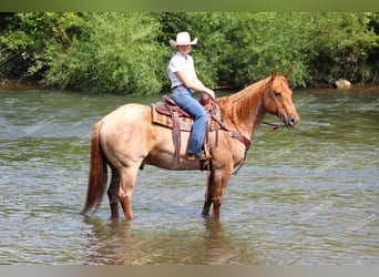 Caballo cuarto de milla, Caballo castrado, 9 años, 155 cm, Ruano alazán