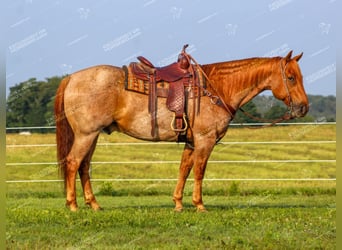 Caballo cuarto de milla, Caballo castrado, 9 años, 155 cm, Ruano alazán