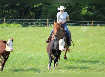 Caballo cuarto de milla, Caballo castrado, 9 años, 155 cm, Ruano alazán