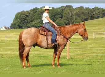 Caballo cuarto de milla, Caballo castrado, 9 años, 155 cm, Ruano alazán