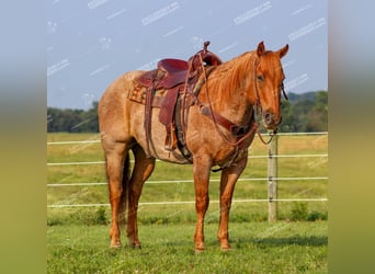 Caballo cuarto de milla, Caballo castrado, 9 años, 155 cm, Ruano alazán