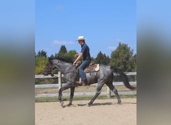 Caballo cuarto de milla, Caballo castrado, 9 años, 155 cm, Ruano azulado