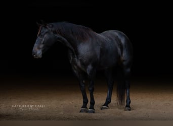 Caballo cuarto de milla, Caballo castrado, 9 años, 155 cm, Ruano azulado