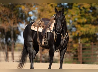 Caballo cuarto de milla, Caballo castrado, 9 años, 155 cm, Ruano azulado