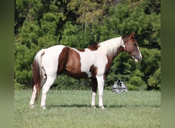 Caballo cuarto de milla, Caballo castrado, 9 años, 155 cm, Tobiano-todas las-capas