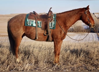 Caballo cuarto de milla, Caballo castrado, 9 años, 157 cm, Alazán-tostado