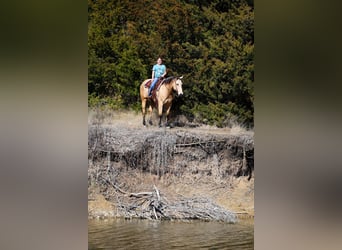 Caballo cuarto de milla, Caballo castrado, 9 años, 157 cm, Buckskin/Bayo
