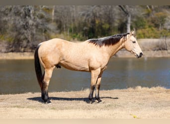 Caballo cuarto de milla, Caballo castrado, 9 años, 157 cm, Buckskin/Bayo