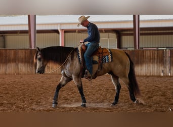 Caballo cuarto de milla, Caballo castrado, 9 años, 157 cm, Buckskin/Bayo