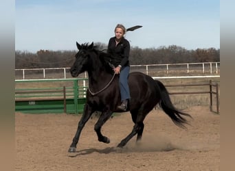Caballo cuarto de milla, Caballo castrado, 9 años, 157 cm, Negro