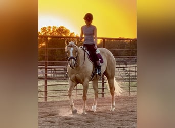 Caballo cuarto de milla, Caballo castrado, 9 años, 157 cm, Palomino