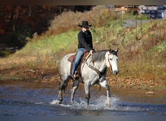 Caballo cuarto de milla, Caballo castrado, 9 años, 157 cm, Tordo