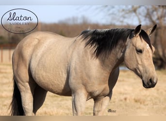 Caballo cuarto de milla, Caballo castrado, 9 años, 160 cm, Buckskin/Bayo