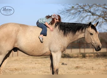 Caballo cuarto de milla, Caballo castrado, 9 años, 160 cm, Buckskin/Bayo