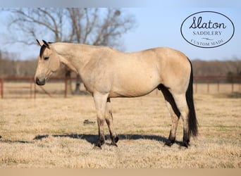 Caballo cuarto de milla, Caballo castrado, 9 años, 160 cm, Buckskin/Bayo