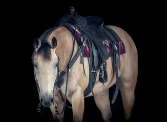 Caballo cuarto de milla, Caballo castrado, 9 años, 160 cm, Buckskin/Bayo