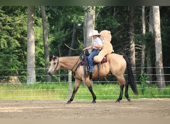 Caballo cuarto de milla, Caballo castrado, 9 años, 160 cm, Buckskin/Bayo