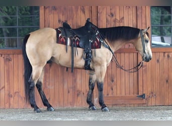 Caballo cuarto de milla, Caballo castrado, 9 años, 160 cm, Buckskin/Bayo