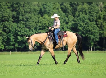 Caballo cuarto de milla, Caballo castrado, 9 años, 160 cm, Buckskin/Bayo