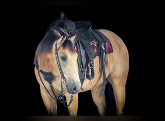 Caballo cuarto de milla, Caballo castrado, 9 años, 160 cm, Buckskin/Bayo