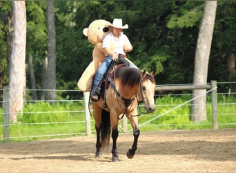 Caballo cuarto de milla, Caballo castrado, 9 años, 160 cm, Buckskin/Bayo