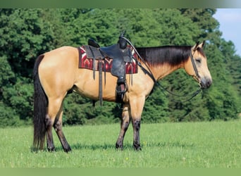 Caballo cuarto de milla, Caballo castrado, 9 años, 160 cm, Buckskin/Bayo
