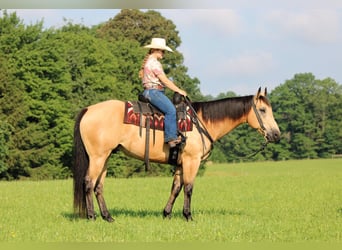 Caballo cuarto de milla, Caballo castrado, 9 años, 160 cm, Buckskin/Bayo