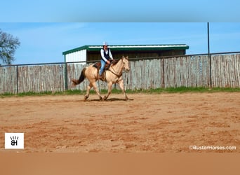 Caballo cuarto de milla, Caballo castrado, 9 años, 160 cm, Buckskin/Bayo