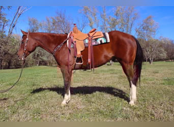 Caballo cuarto de milla, Caballo castrado, 9 años, 160 cm, Castaño rojizo