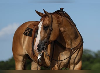 Caballo cuarto de milla, Caballo castrado, 9 años, 160 cm, Red Dun/Cervuno