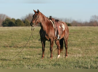 Caballo cuarto de milla, Caballo castrado, 9 años, 160 cm, Ruano alazán