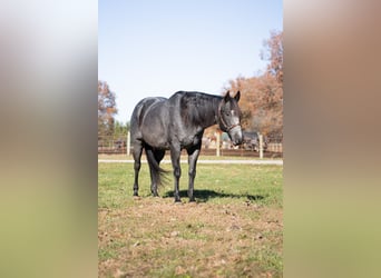 Caballo cuarto de milla, Caballo castrado, 9 años, 160 cm, Ruano azulado