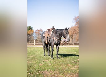 Caballo cuarto de milla, Caballo castrado, 9 años, 160 cm, Ruano azulado
