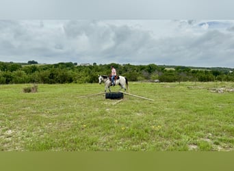 Caballo cuarto de milla, Caballo castrado, 9 años, 160 cm, Tordo