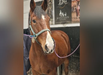Caballo cuarto de milla, Caballo castrado, 9 años, 161 cm, Castaño
