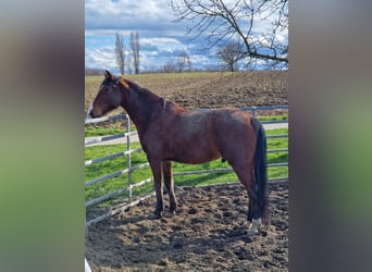 Caballo cuarto de milla, Caballo castrado, 9 años, 161 cm, Castaño