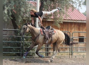 Caballo cuarto de milla, Caballo castrado, 9 años, 163 cm, Buckskin/Bayo