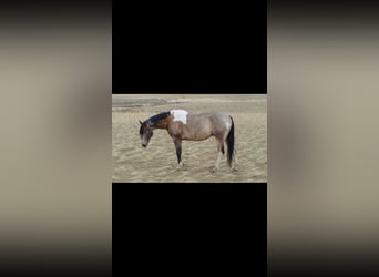 Caballo cuarto de milla, Caballo castrado, 9 años, 163 cm, Buckskin/Bayo